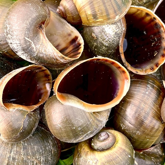 Giant Apple Snail Shells for Decor or Crafts Quantity 10 - Picture 2 of 5